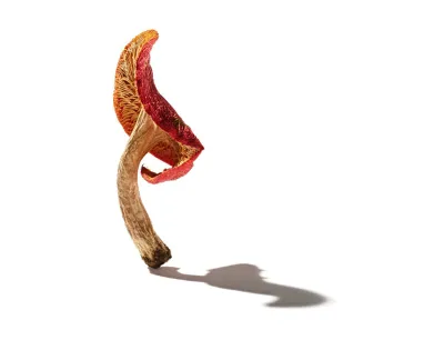 Profile of a red-capped mushroom and stalk and shadow on a white background.