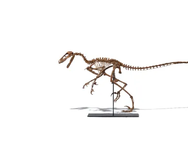Dromaeosauridae (Raptor dinosaur, complete skeleton) Judith River Formation, near Malta, Montana Cretaceous Period (Campanian Stage) Gift of the Louise Hawley Stone Trust.