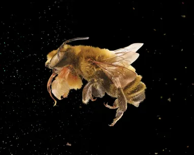 Lateral view of a fuzzy gold bee surrounded by floating pollen on a black background.