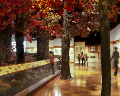 Museum exhibit area with large artificial trees, illuminated display cases along the walls, and visitors walking through the space.