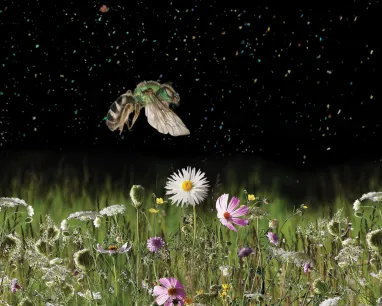graphic showing a flower meadow with an iridescent green bee hovering