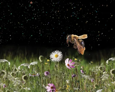 a bee hovers over a meadow of grasses and flowers