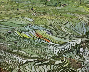 Aerial view of rice terraces Photo © Edward Burtynsky, courtesy Nicholas Metivier Gallery, Toronto