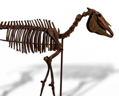 Histoire naturelle | Royal Ontario Museum