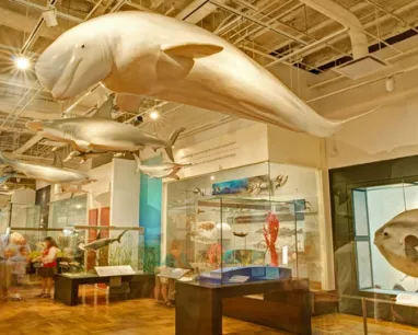 Climate change and habitat destruction are just two factors contributing to species extinction. Learn about species that are threatened or have disappeared because of human influence – some of them from our own back yard.