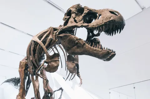 T-rex skeleton 