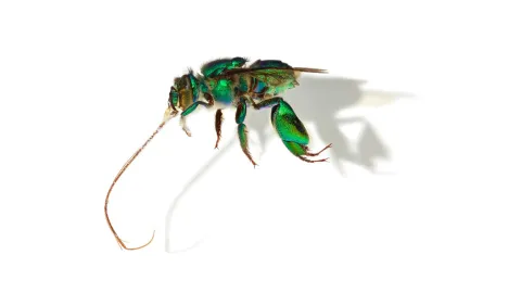 Euglossa imperialis (Imperial Orchid Bee)