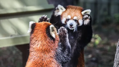Toronto Zoo Red Pandas