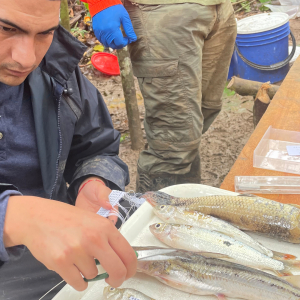 Daniel Zambrano from the Universidad de las Americas extracts a tissue sample from a freshly caught Auchenipterus specimen. 