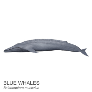Blue whale.