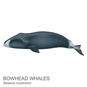 Bowhead whale.