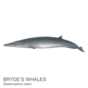 Bryde’s whale.