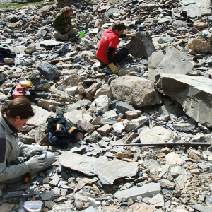  Crew during the ROM’s 2010 fieldwork season examining Burgess Shale type rocks which have tumbled down from the fossil bearing layers higher up on the mountain slopes.