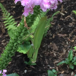 European mantis on obedient plant.