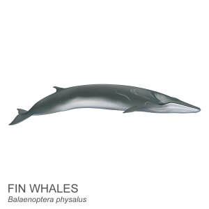 Fin whale.