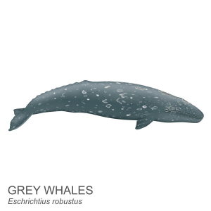 Grey whale.