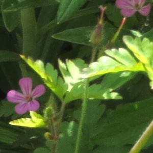The flowers and developing fruits of Herb-Robert.