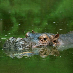 Hippopotamus' head surfacing on the water.