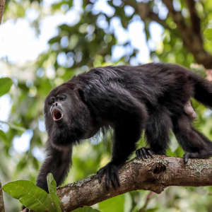Howler monkey on a tree branch