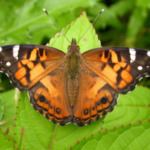 American Lady butterfly.