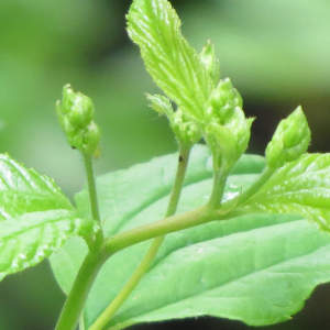 Detail of emerging leaves and flower buds on the New Jersey tea plant.