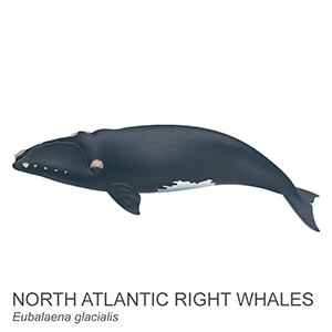 North Atlantic right whale.