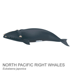 North Pacific right whale.