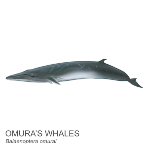 Omura’s whale.