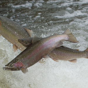 Rainbow trout migrating.