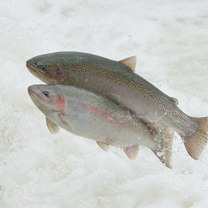 Rainbow trout migrating.  
