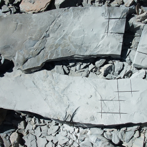 From left: Specimens being prepared for collection during fieldwork with clearly visible rock saw marks in the shale.
