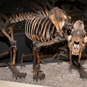 A sabre-toothed cat skeleton on display at the Royal Ontario Museum.