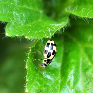 14-spotted ladybird beetle.