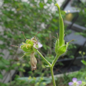A detail of the narrow fruit, with a bud visible on the flower.