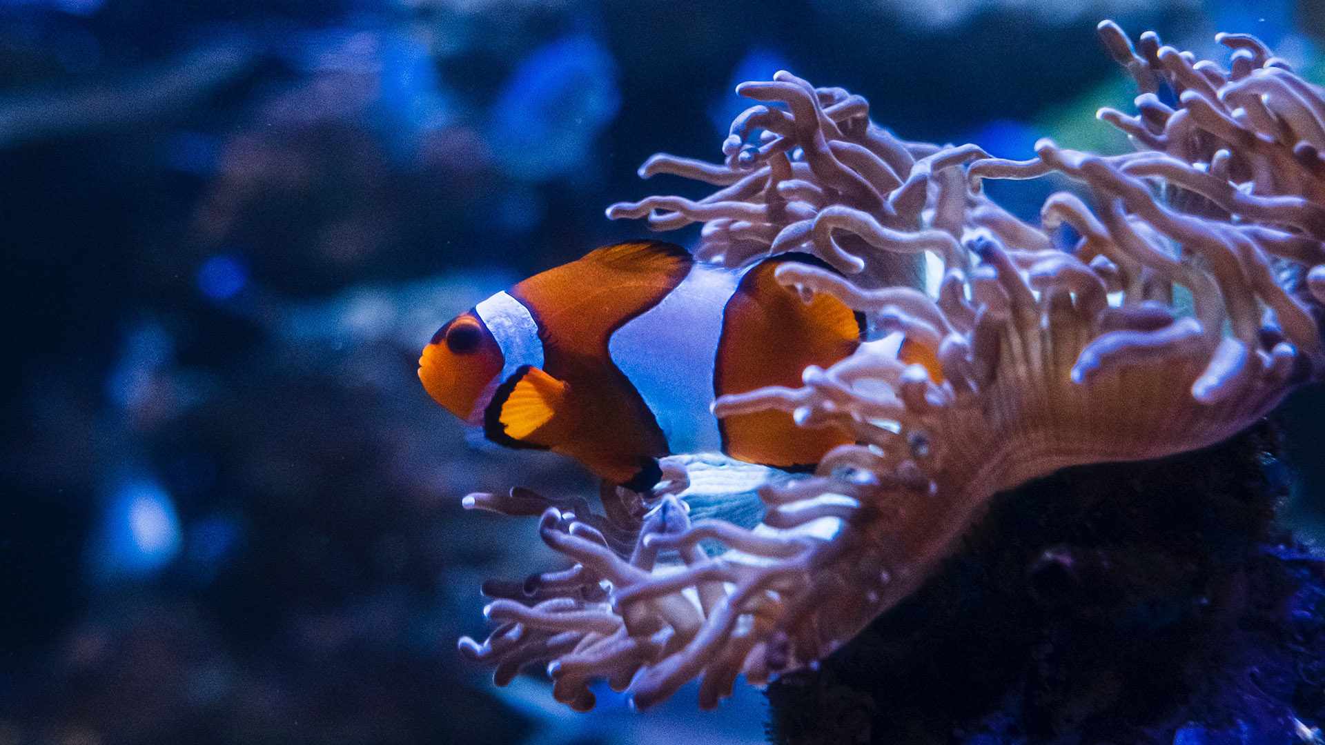 Clownfish on a coral.