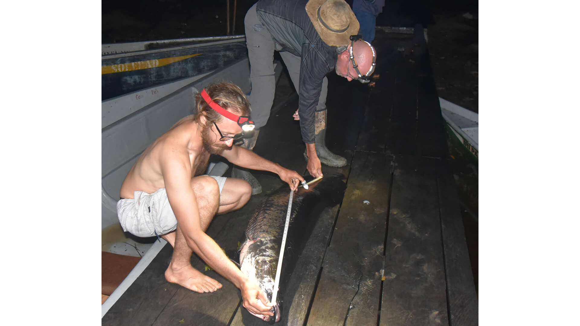 Under light rain and the glow of headlamps, Boily and Lujan measure one of the newly caught Arapaima. 