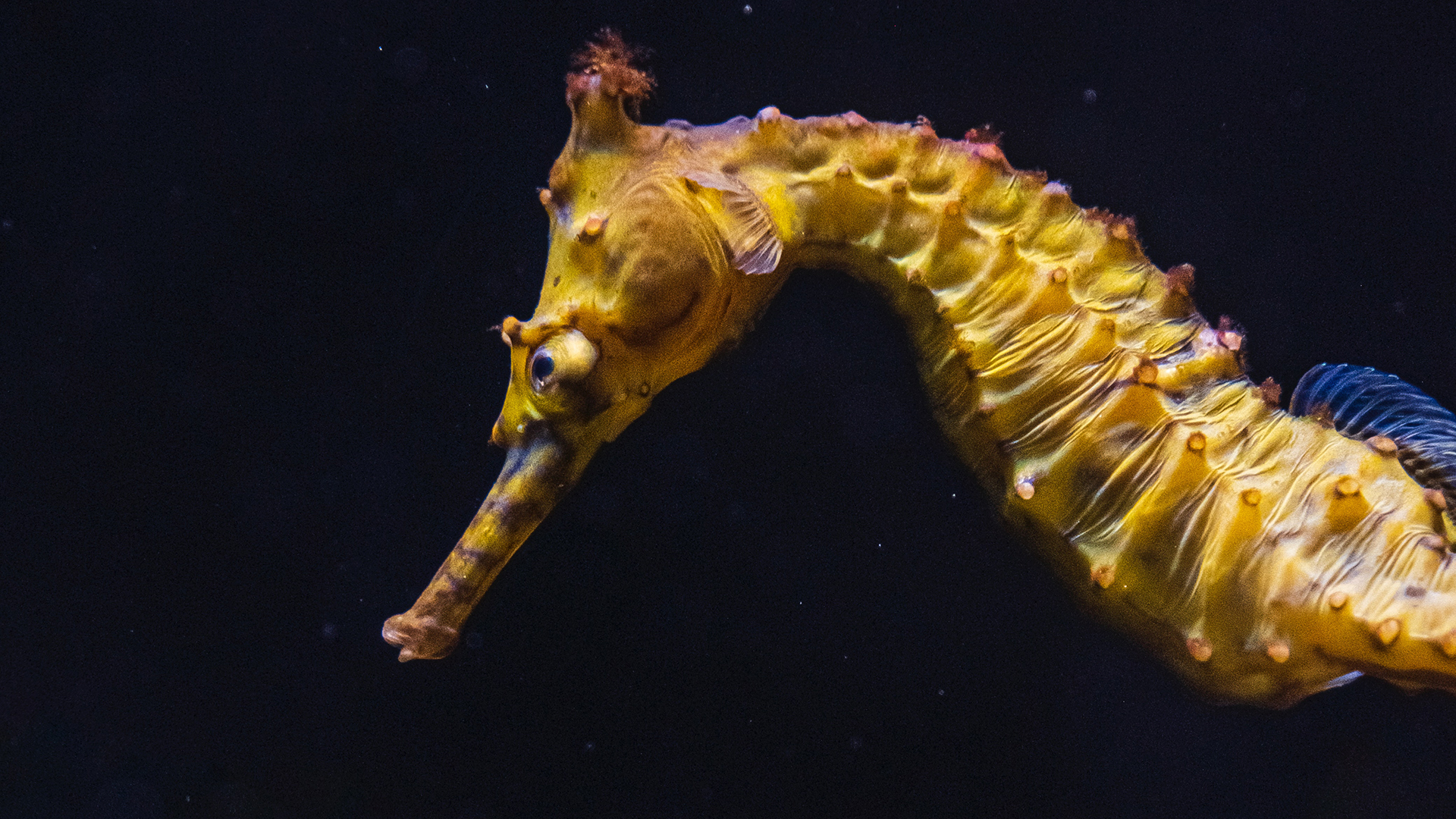 A closeup of a seahorse underwater.