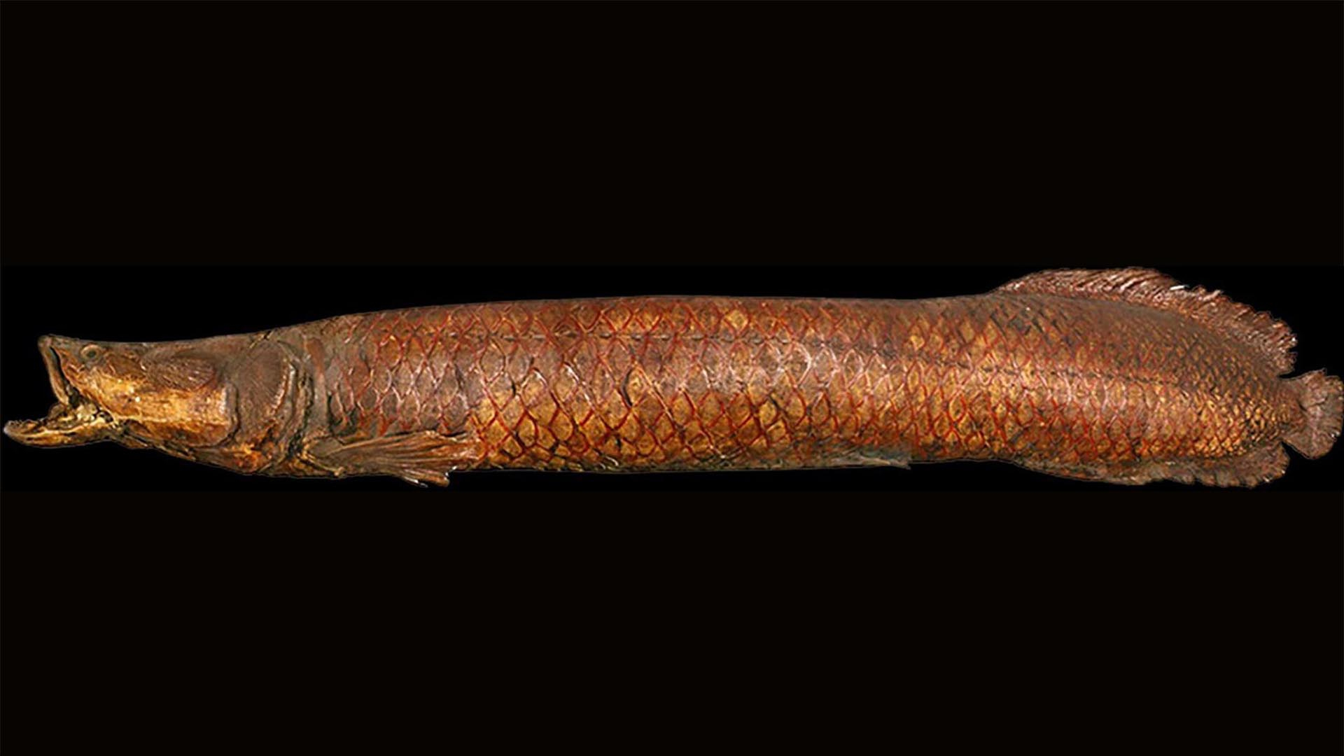 200-year-old, two-metre dried and stuffed Arapaima specimen 
