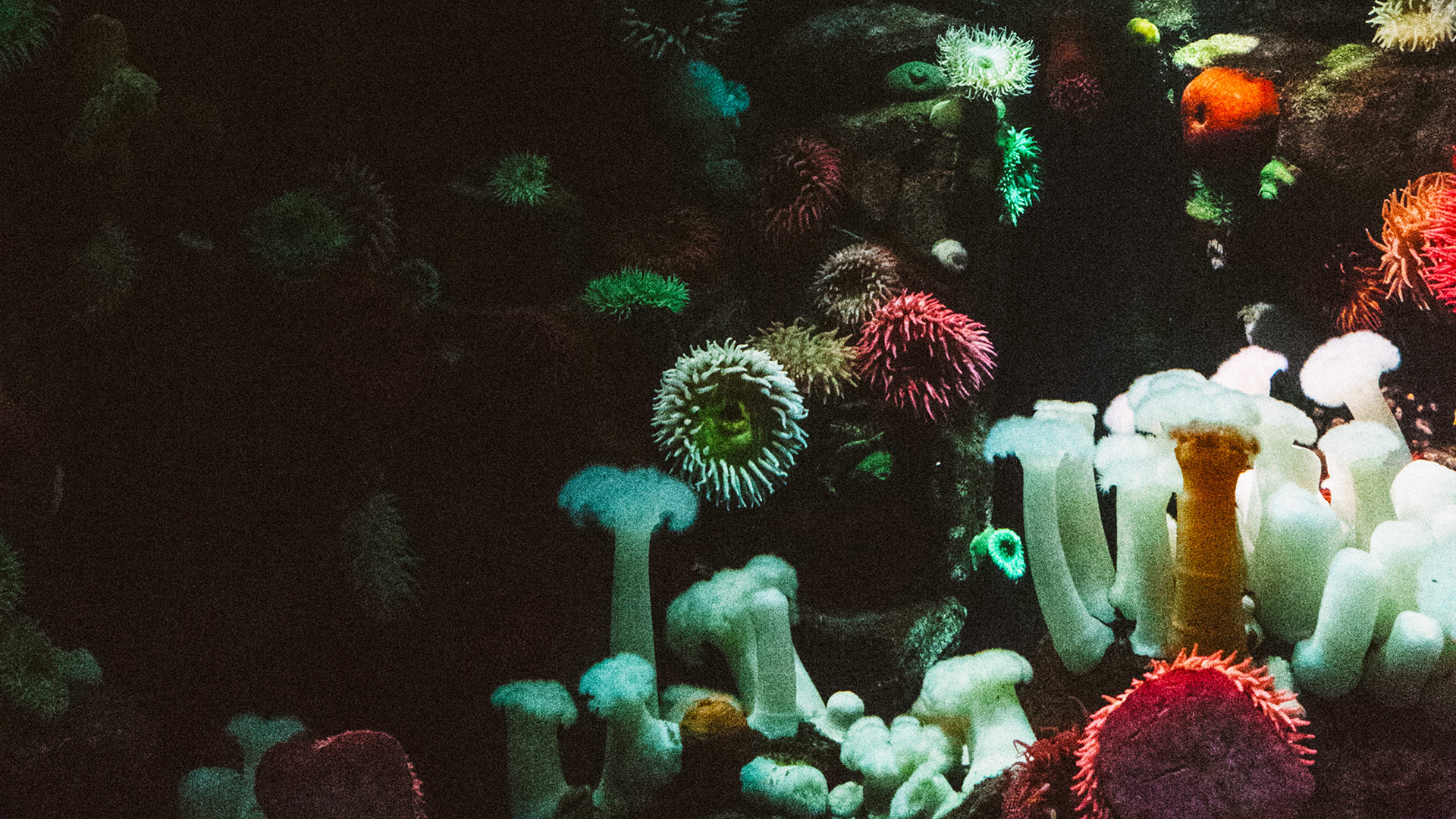 Coloured corals.