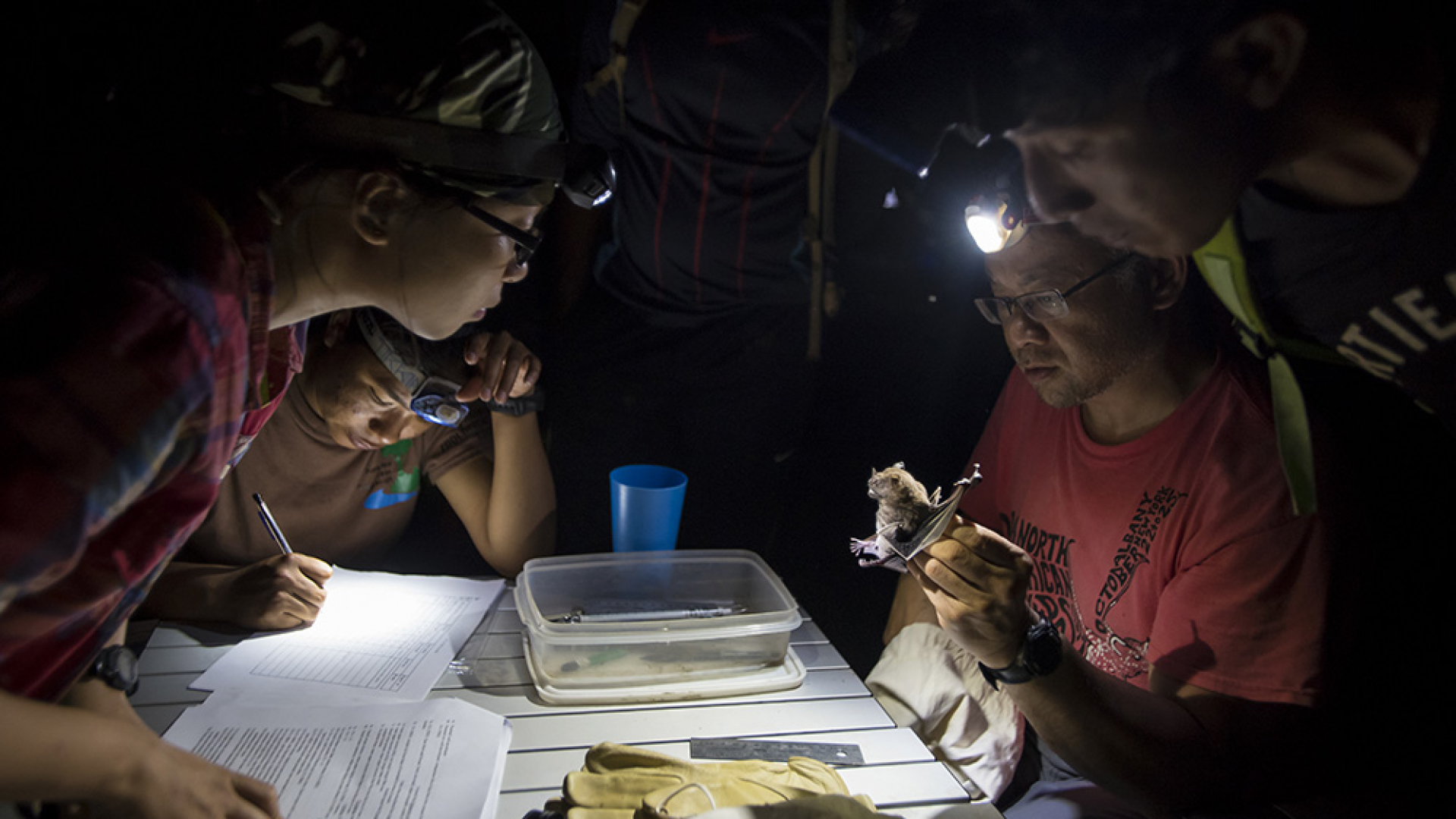 Dr Burton Lim and researchers examine a live bat in the field.