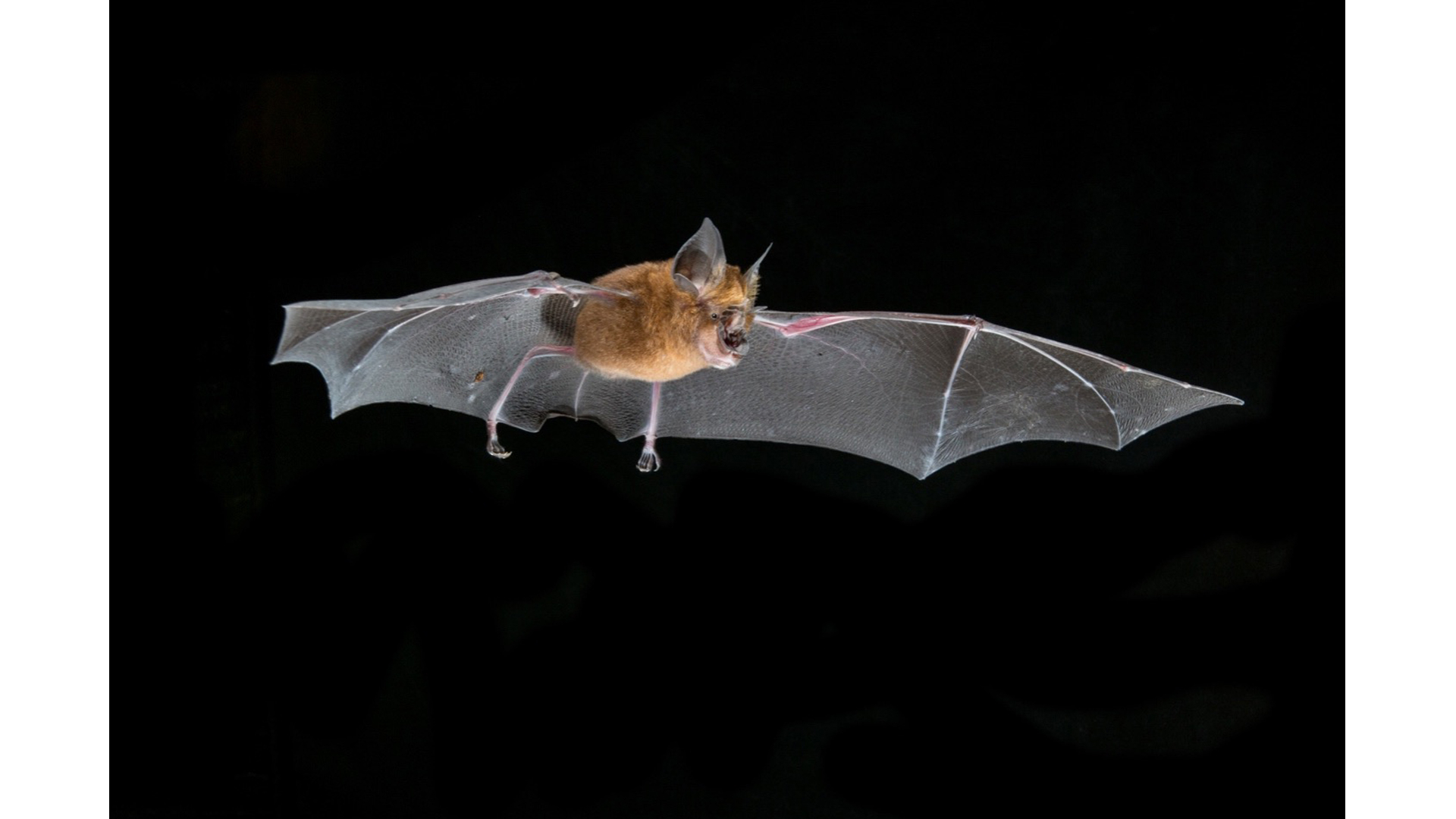 A flying horseshoe bat.