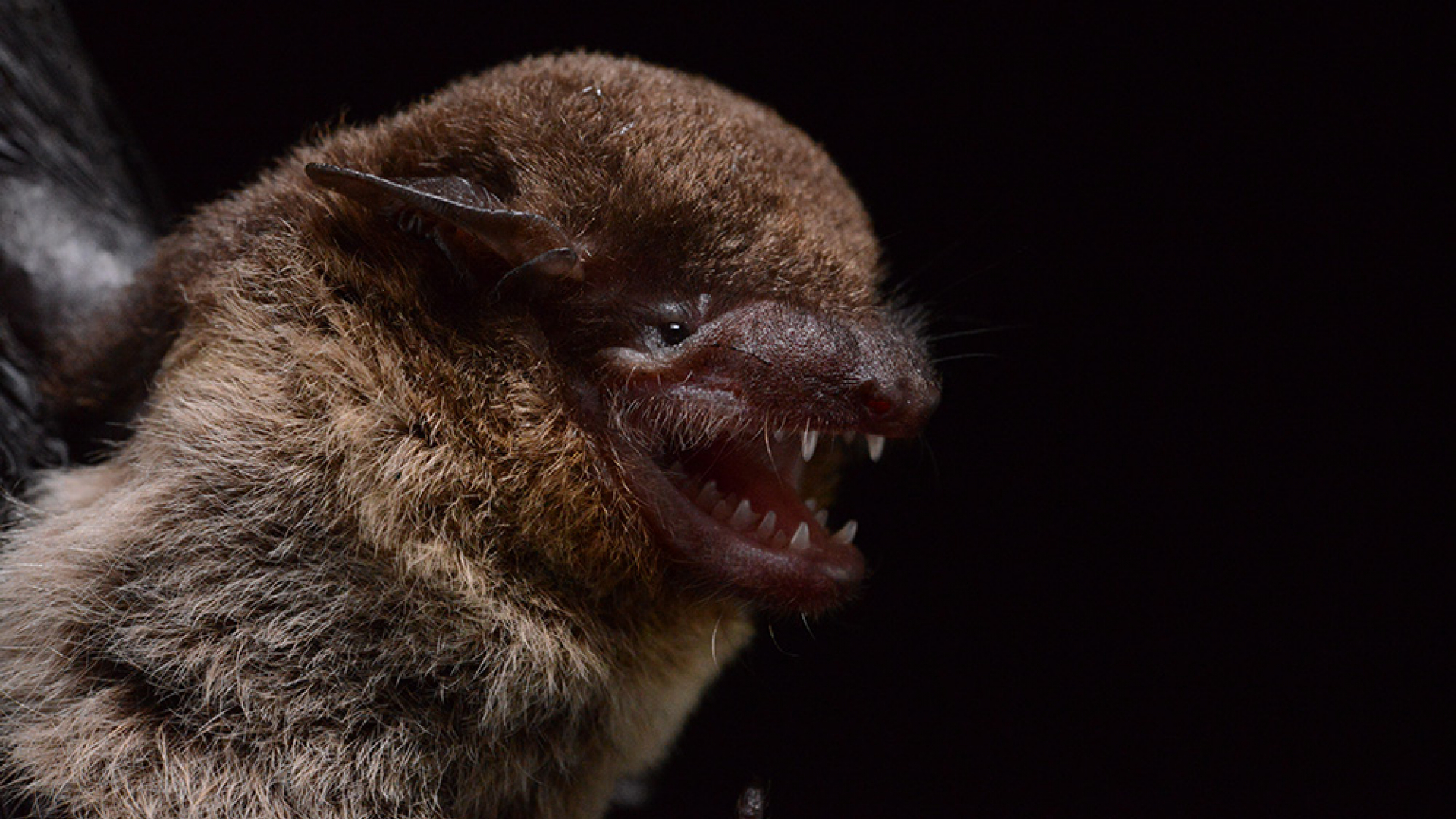 Profile of the brown bat's face.