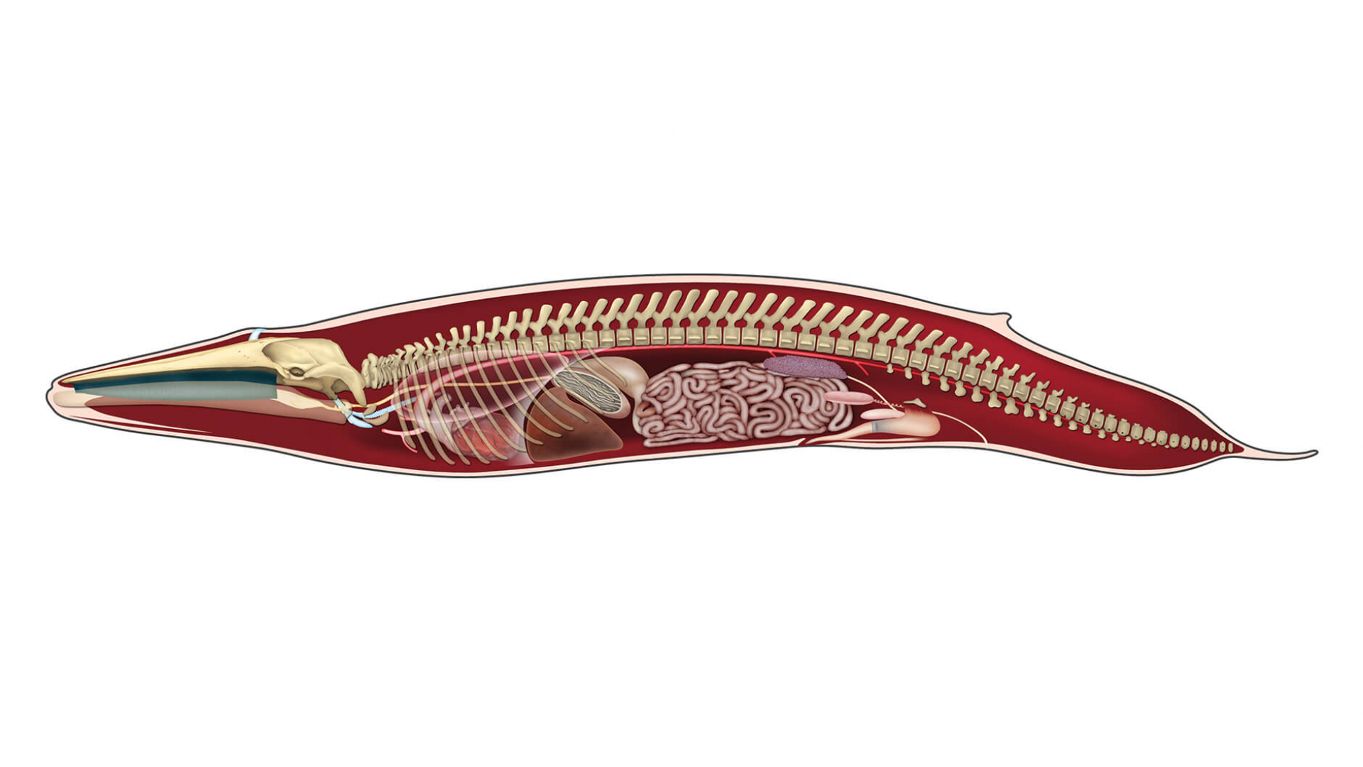 Blue whale anatomy illustration.