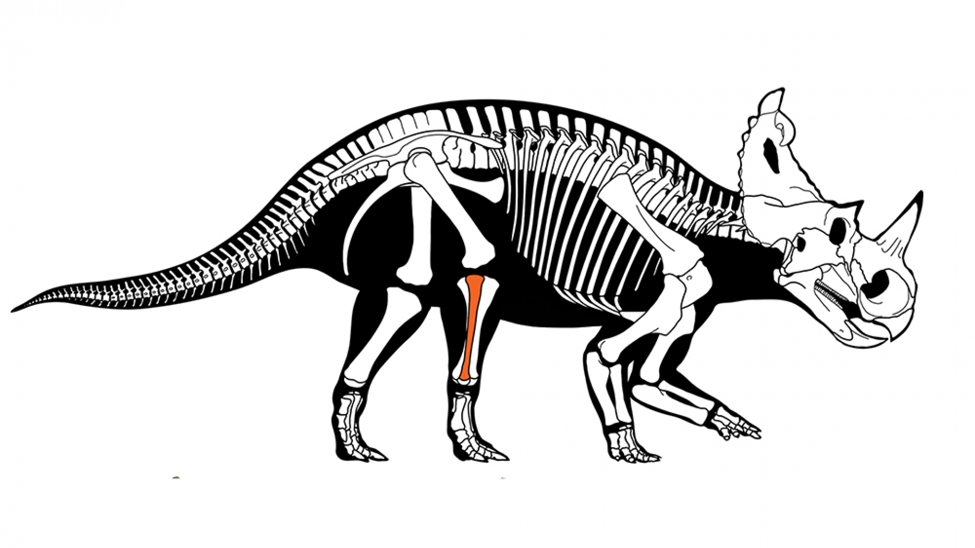 Illustration of dinosaur skeleton.
