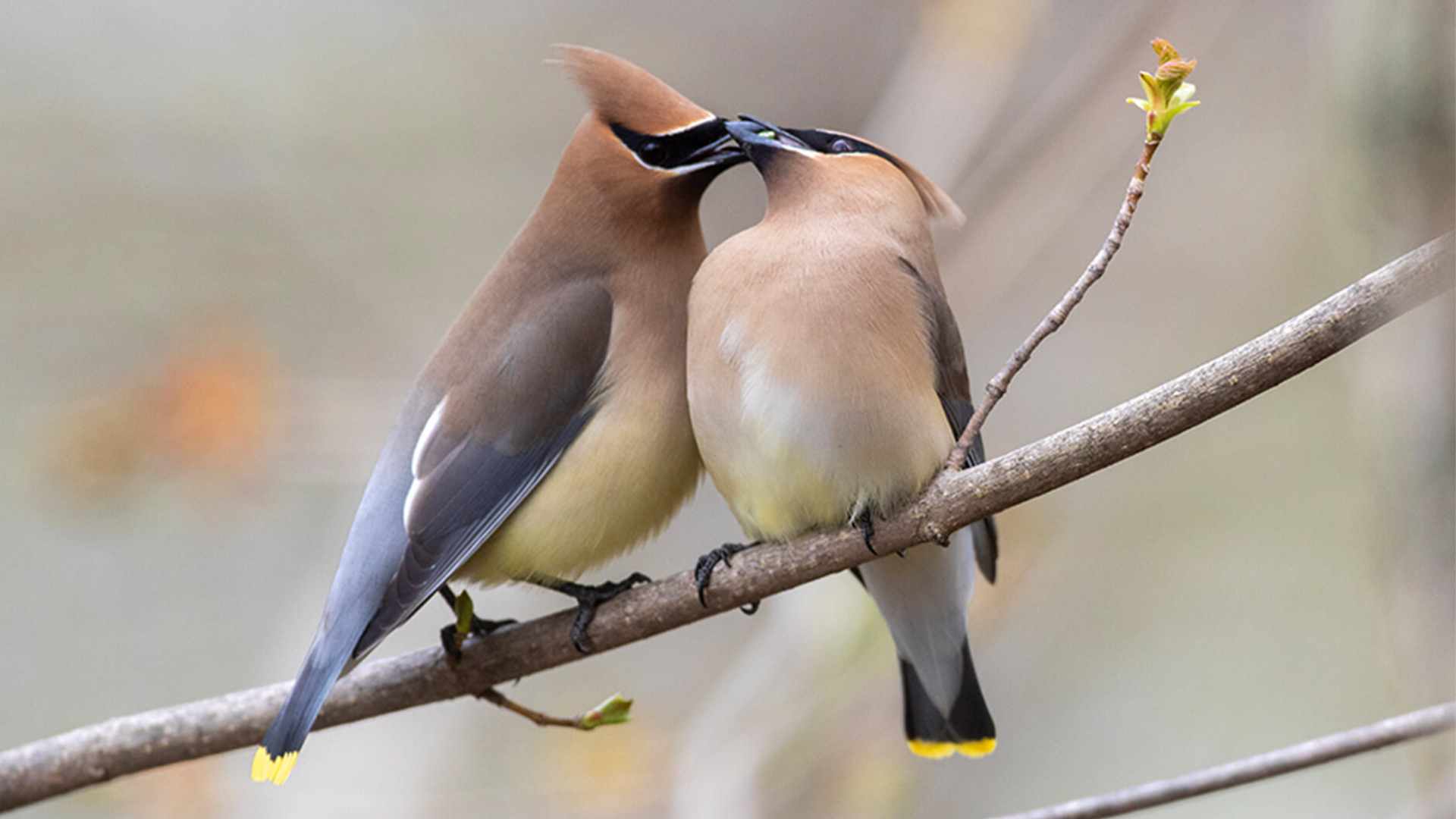 A pair of Cedar Waxwings mid-courtship.