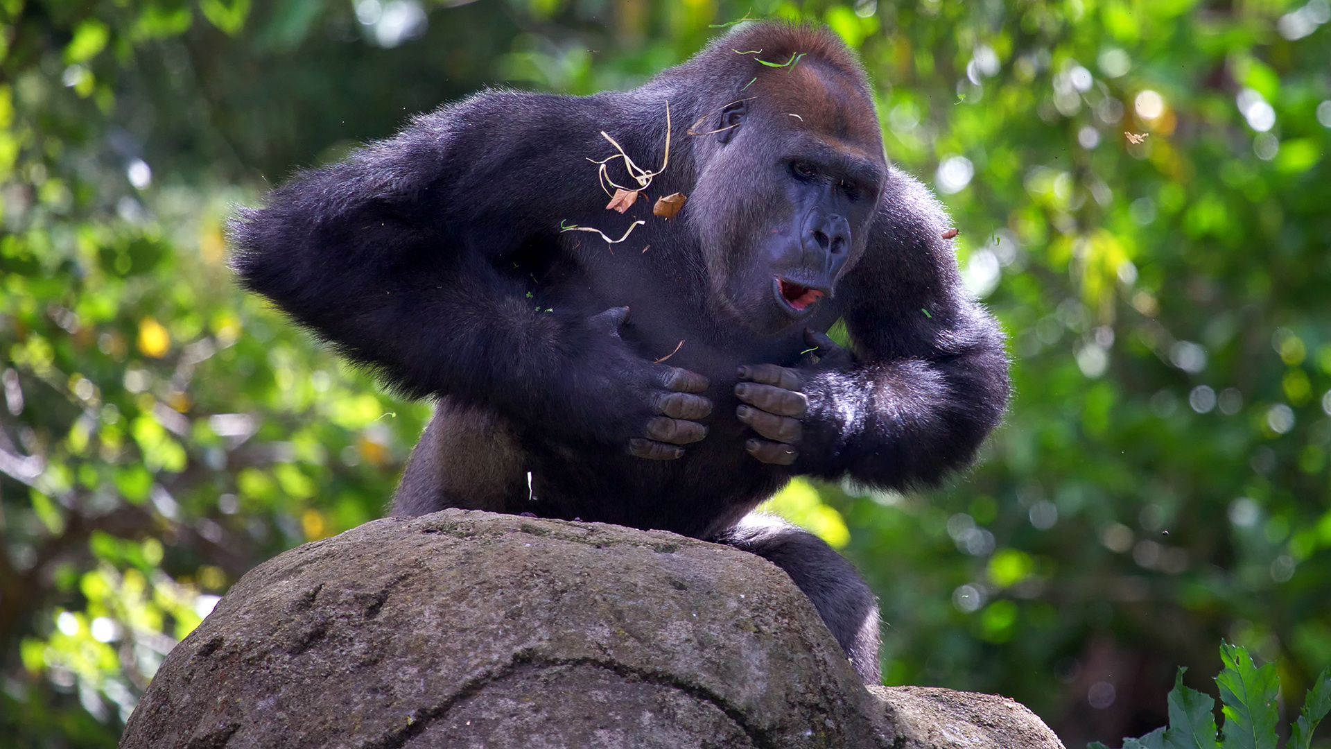 Gorilla beating his chest