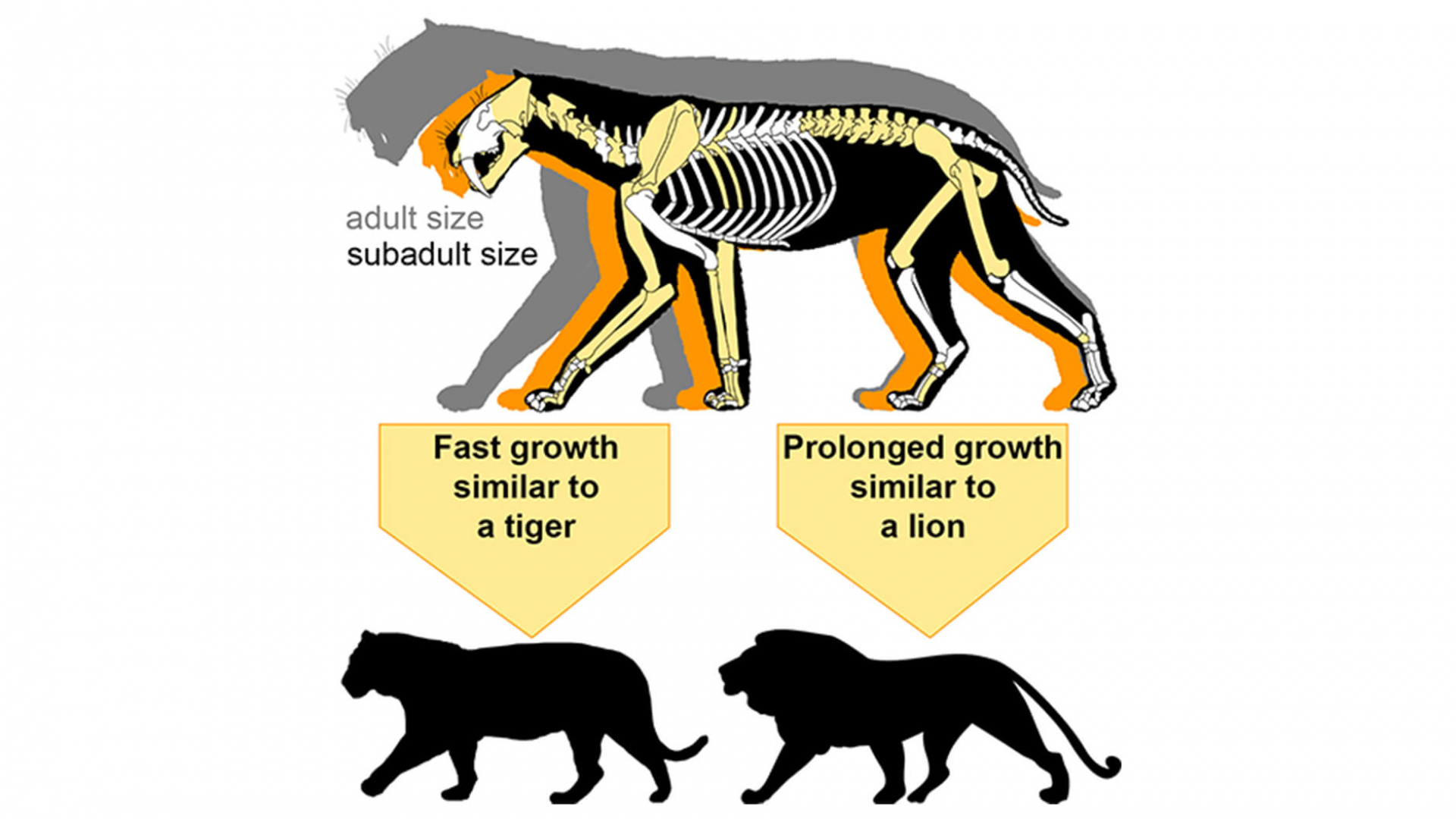 Sabre-toothed cat adult and subadult size comparison.