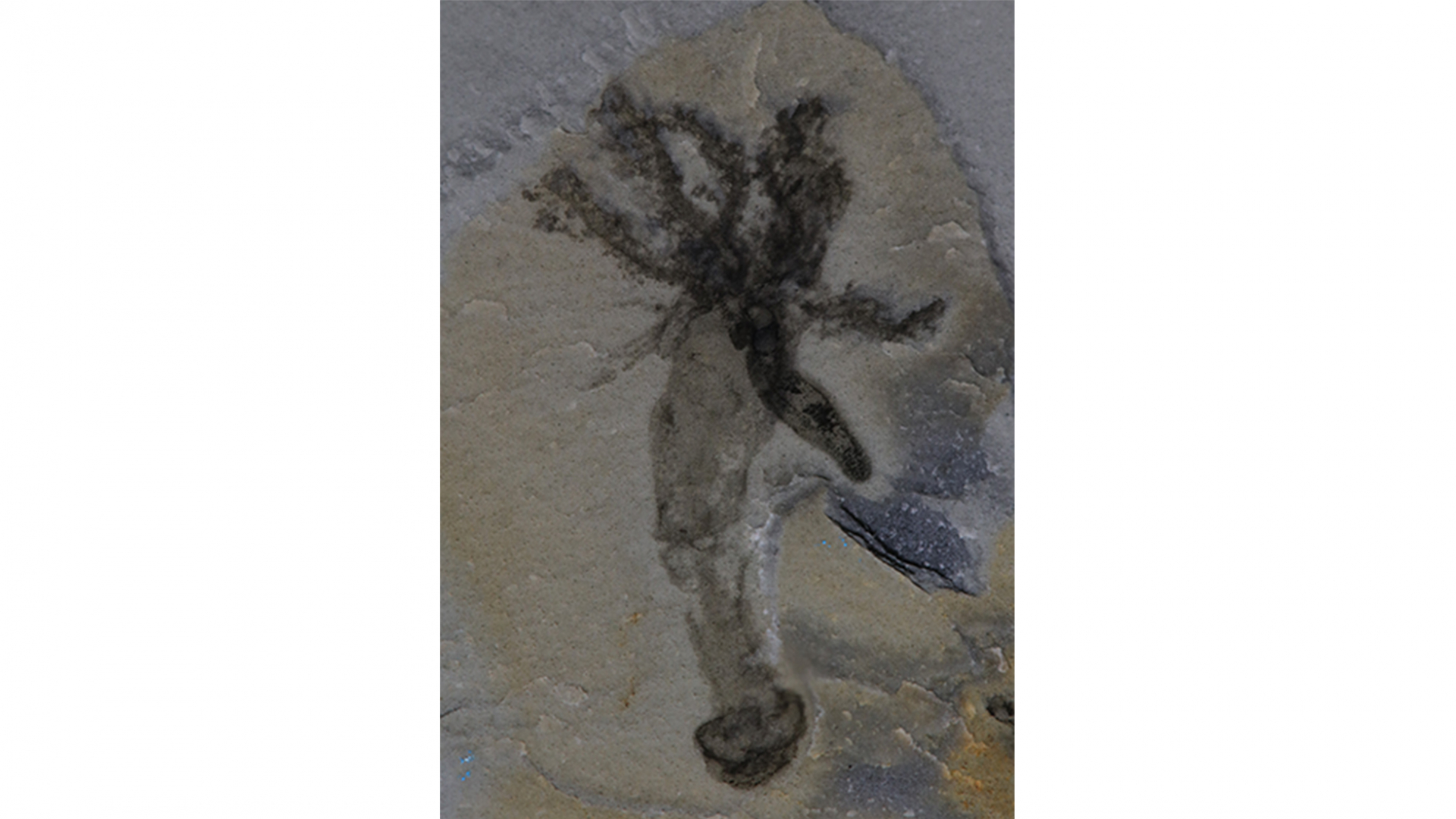 Fossil of Gyaltsenglossus senis.