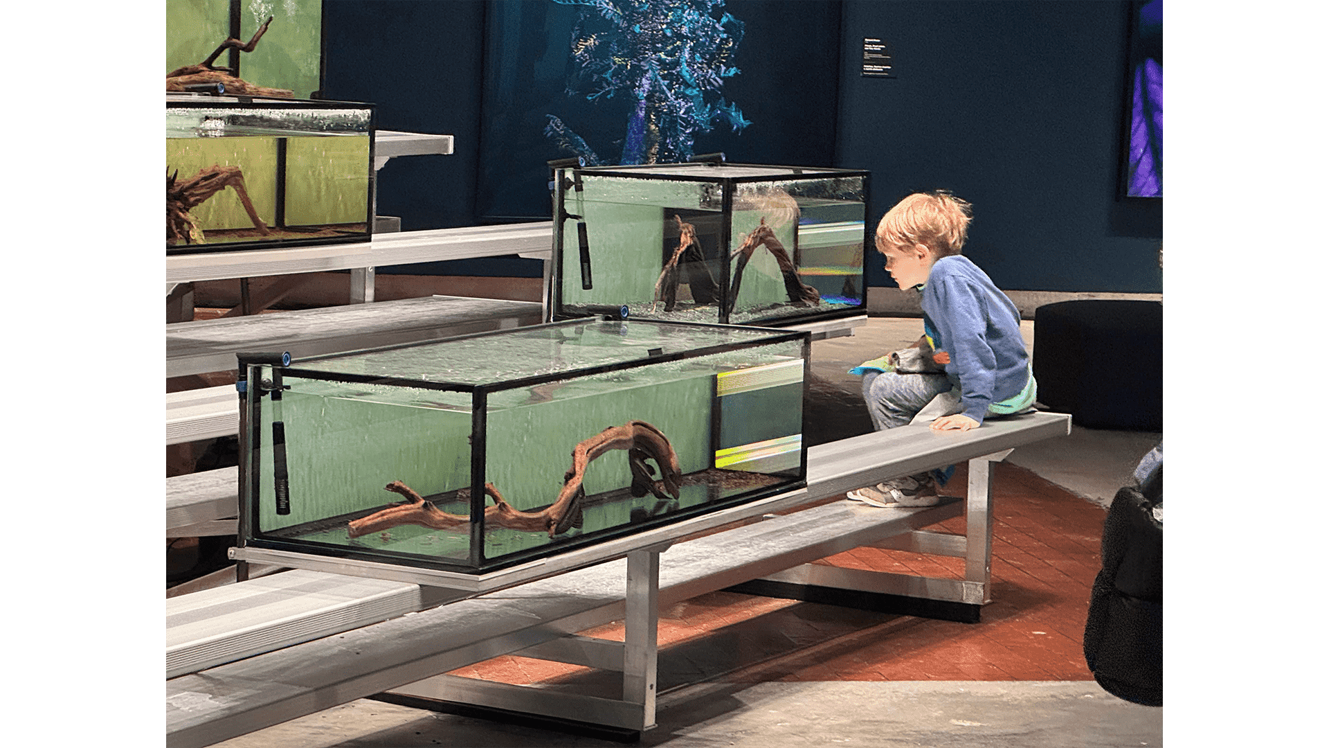 A boy peers into one of the aquaria of <i>Lonely Loricariidae</i>, an art installation featured in the 2023/24 Enduring Amazon exhibition at the Crystal Bridges Museum of American Art in Bentonville, Arkansas.