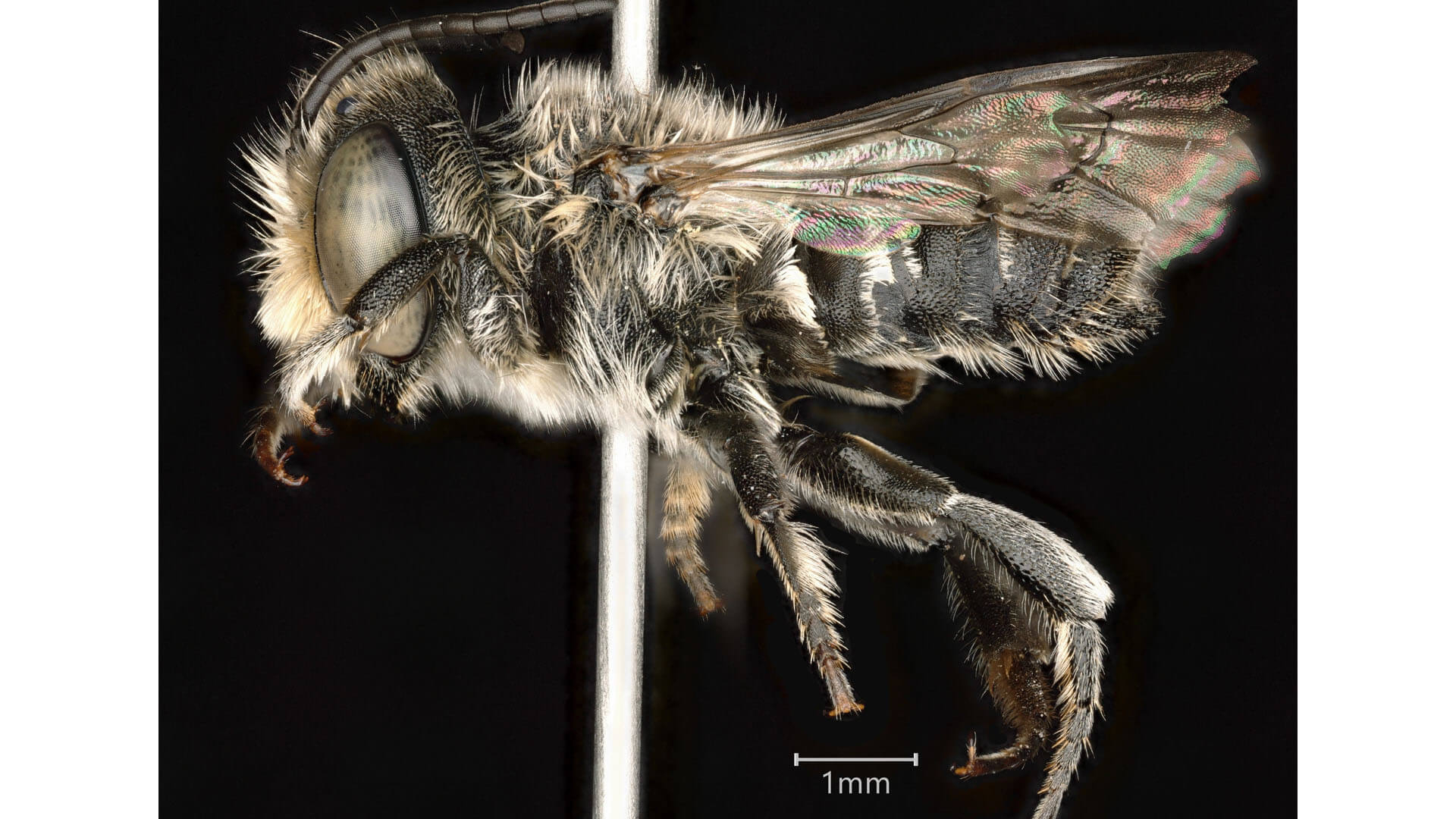 Photograph of Megachile rotundata.